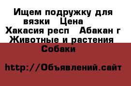 Ищем подружку для вязки › Цена ­ 1 - Хакасия респ., Абакан г. Животные и растения » Собаки   